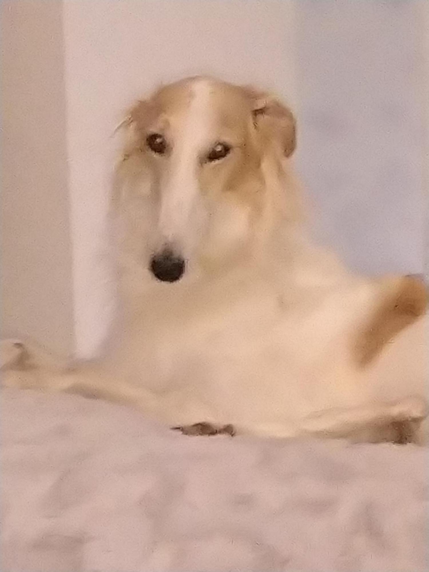 Swiss Borzoi House Vully-les-Lacs Exterior foto
