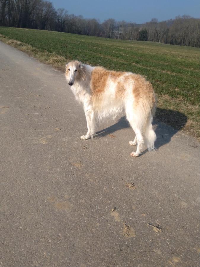 Swiss Borzoi House Vully-les-Lacs Exterior foto