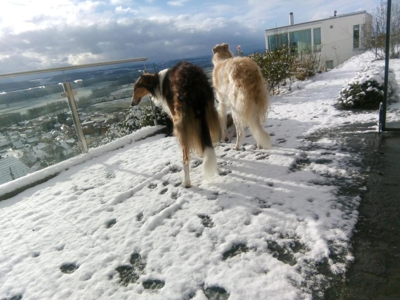 Swiss Borzoi House Vully-les-Lacs Exterior foto