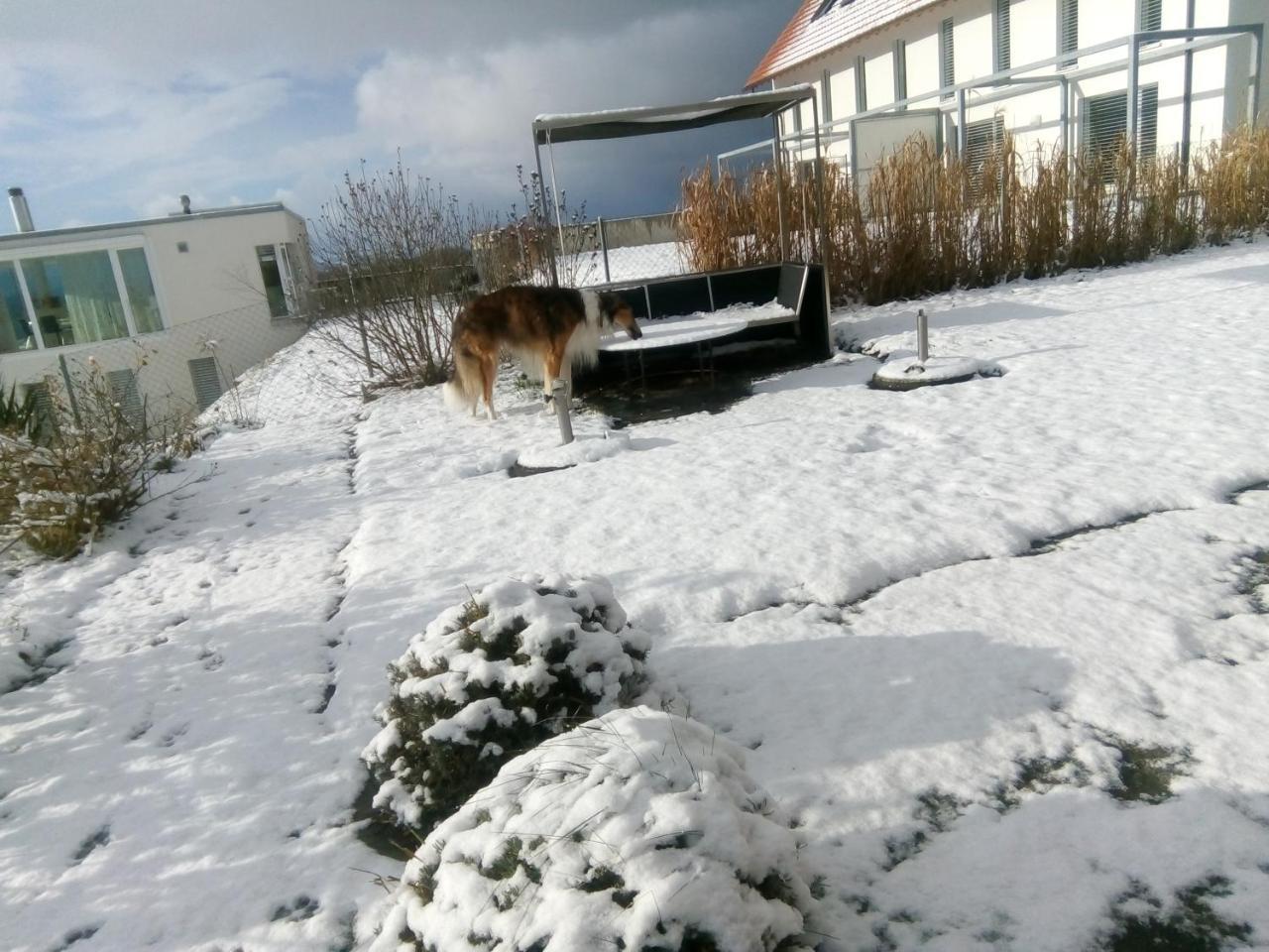 Swiss Borzoi House Vully-les-Lacs Exterior foto