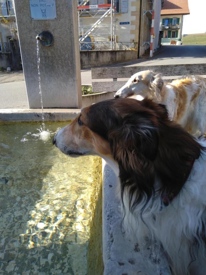 Swiss Borzoi House Vully-les-Lacs Exterior foto